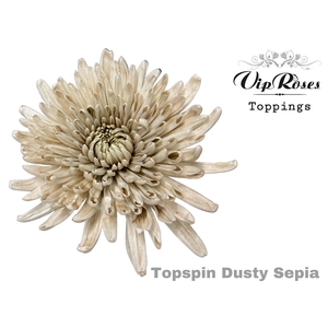 Chr G Topspin Dusty Sepia