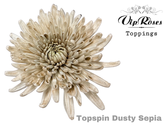 <h4>Chr G Topspin Dusty Sepia</h4>