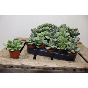 arr8 Succ Adromischus Mix