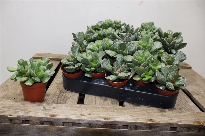 <h4>arr8 Succ Adromischus Mix</h4>