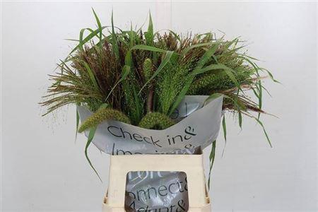 <h4>Siergr Gem Fust</h4>