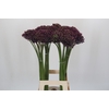 Allium Miami