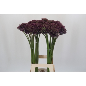 Allium Miami