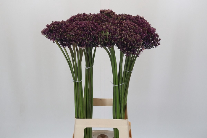 Allium Miami