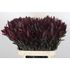 Leucadendron Saf Sunset Dark Red