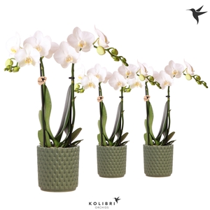 Kolibri Orchids Phalaenopsis white 2 spike in Diamond pot green