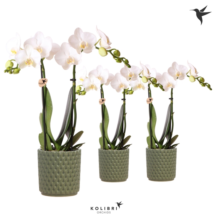 <h4>Kolibri Orchids Phalaenopsis white 2 spike in Diamond pot green</h4>