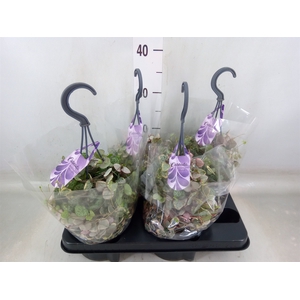 Ceropegia woodii 'Variegata'