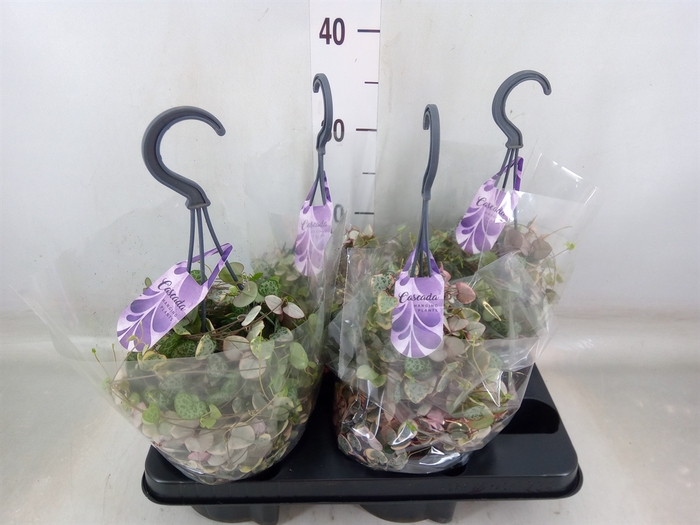 <h4>Ceropegia woodii 'Variegata'</h4>