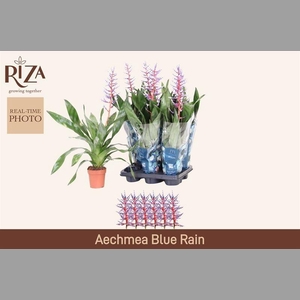 AECH BLUE RAIN
