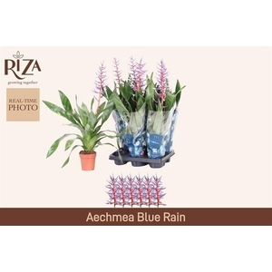 AECH BLUE RAIN