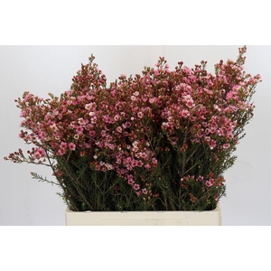 Chamelaucium Sarah's Delight