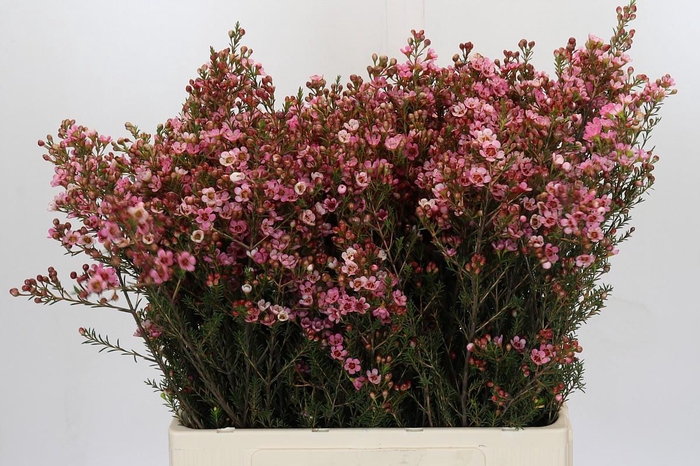 <h4>Chamelaucium Sarah's Delight</h4>