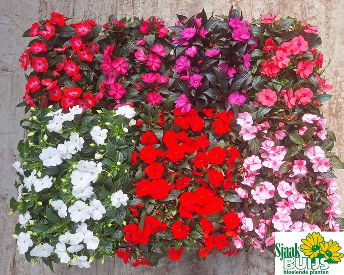 <h4>IMPAT NG GEM 6 KL</h4>