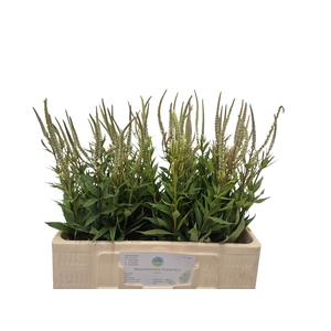 Veronicastrum Album Kramer