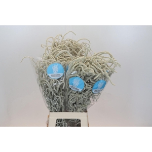 Amaranthus Yearming Desert