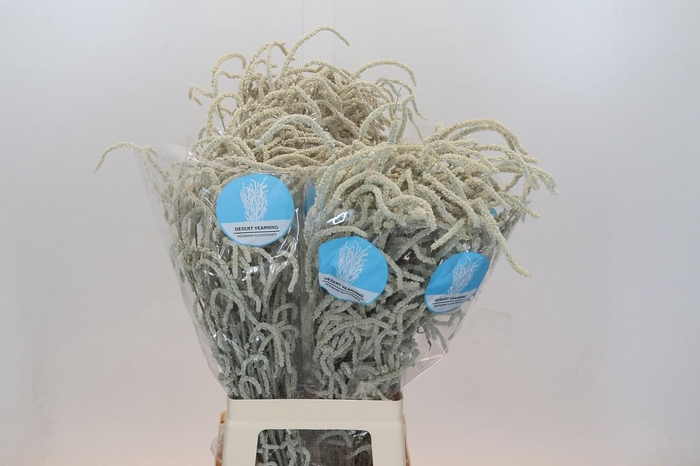 <h4>Amaranthus Yearming Desert</h4>