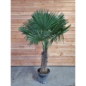 Trachycarpus fortunei