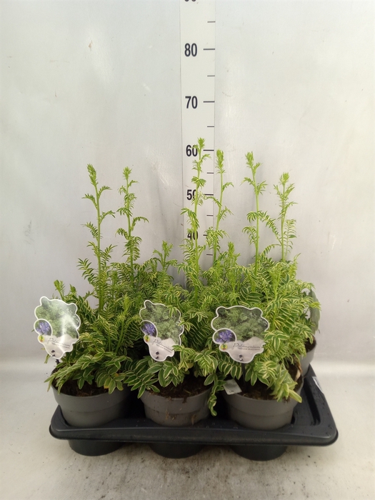 <h4>Polemonium caeruleum 'Brise Anjou'</h4>