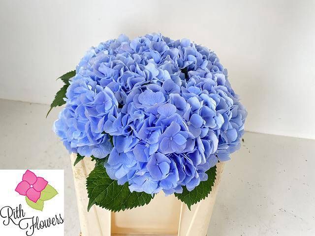 <h4>HYDR M CH VERENA BL</h4>