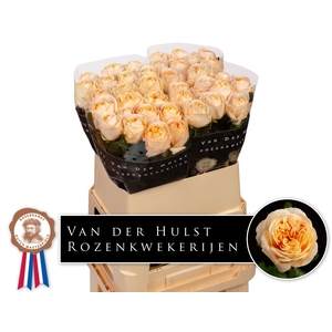 R Gr London Tower Hulst