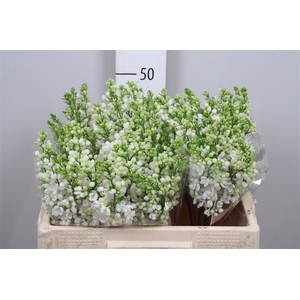 Syr Vu White Wonder 2 Kop