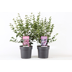 Syringa Mix