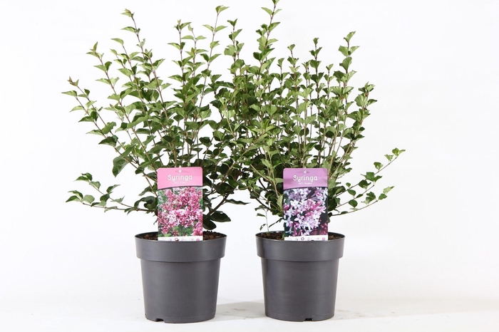 <h4>Syringa Mix</h4>
