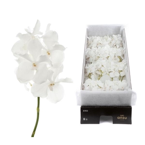 Vanda Kanchana Ansu No.1 X16