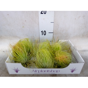 Tillandsia