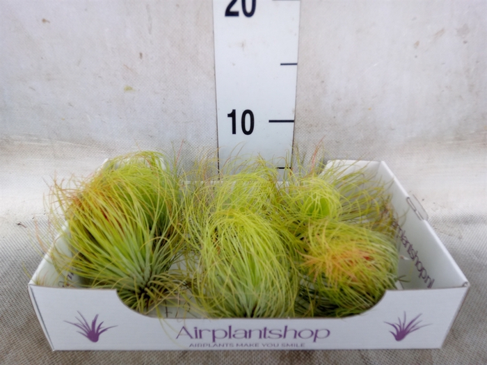 <h4>Tillandsia</h4>