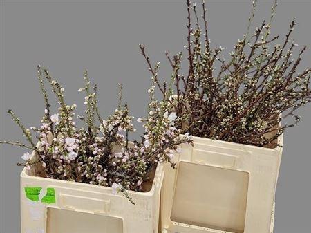 <h4>Prunus Light Pink</h4>