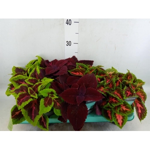 Plectranthus col.   ...mix