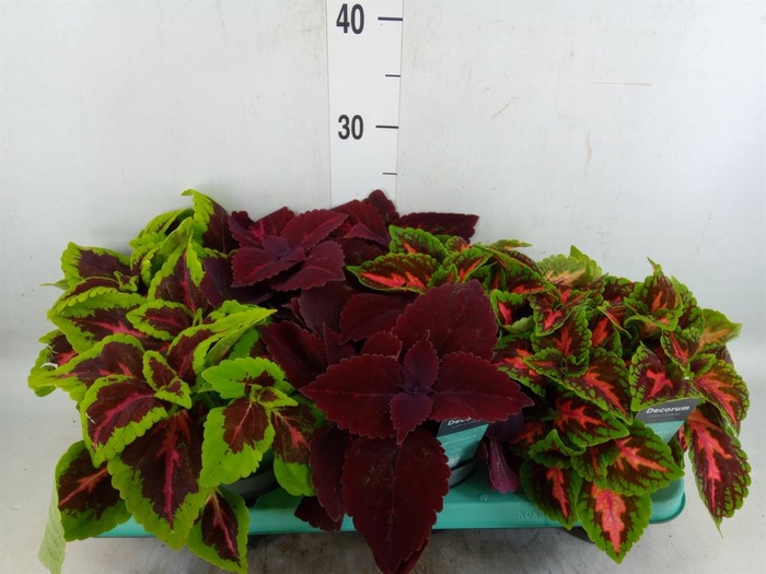 <h4>Plectranthus col.   ...mix</h4>