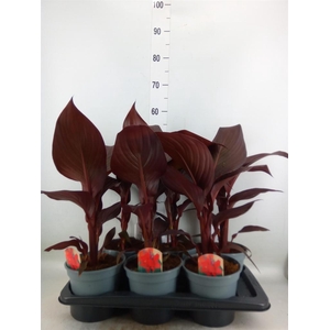 Canna  'Red Velvet'
