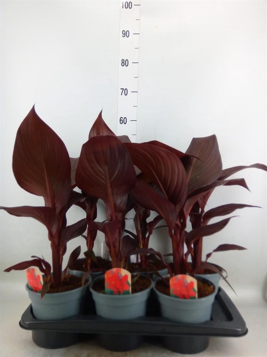 <h4>Canna  'Red Velvet'</h4>