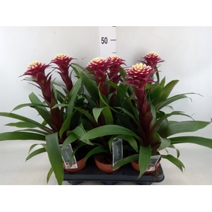 Guzmania  'Francesca'