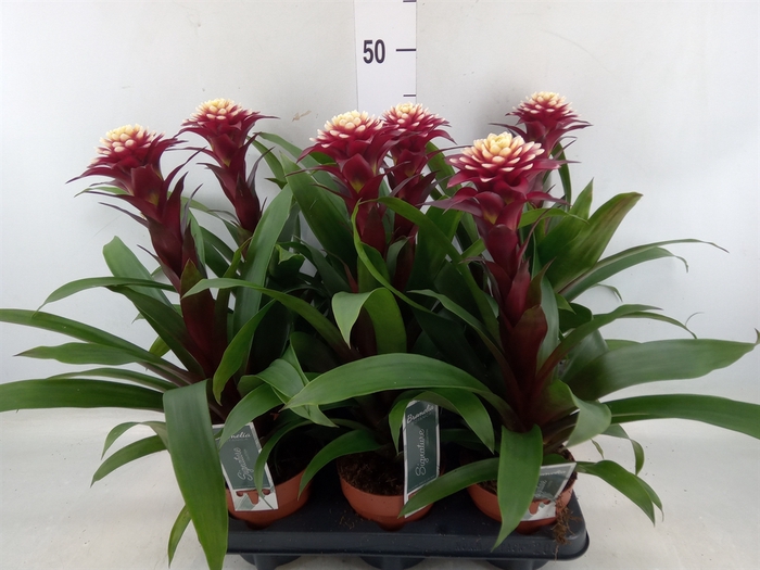 <h4>Guzmania  'Francesca'</h4>