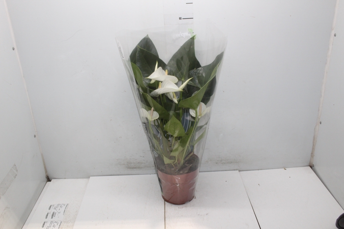 <h4>ANTHURIUM WHITE WINNER P17</h4>