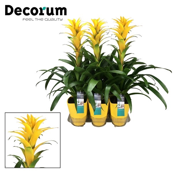 <h4>Guzmania Hilda Luxe Keramiek (Decorum)</h4>