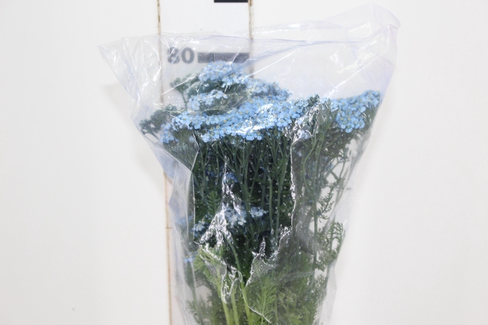 <h4>ACHILLEA MILLEFOLIUM AZUL TINTURADA 070 CM</h4>