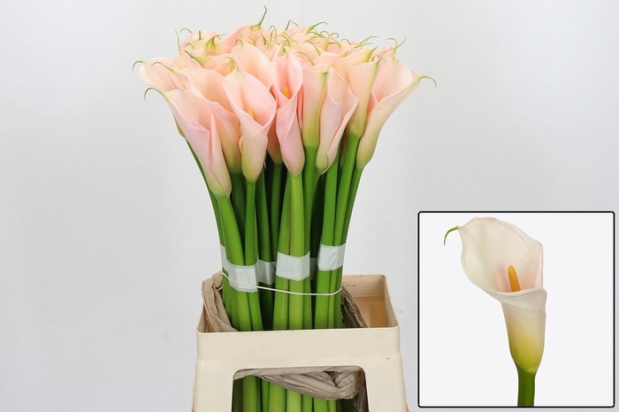 <h4>ZANT AE EYD SALMON</h4>