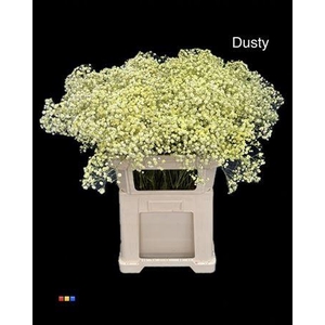 Gyps Xlence Dusty Creme