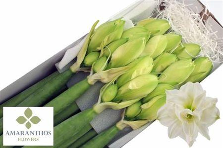 <h4>Hipp Whi Symphony</h4>