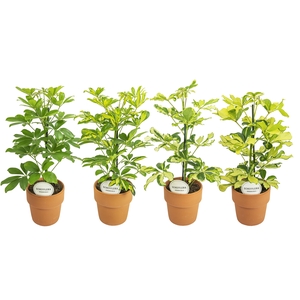 Schefflera Mix in Terracotta Oranje