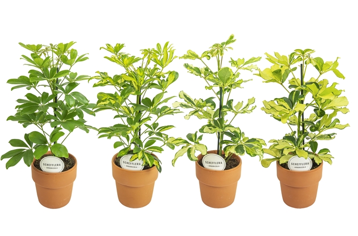 <h4>Schefflera Mix in Terracotta Oranje</h4>