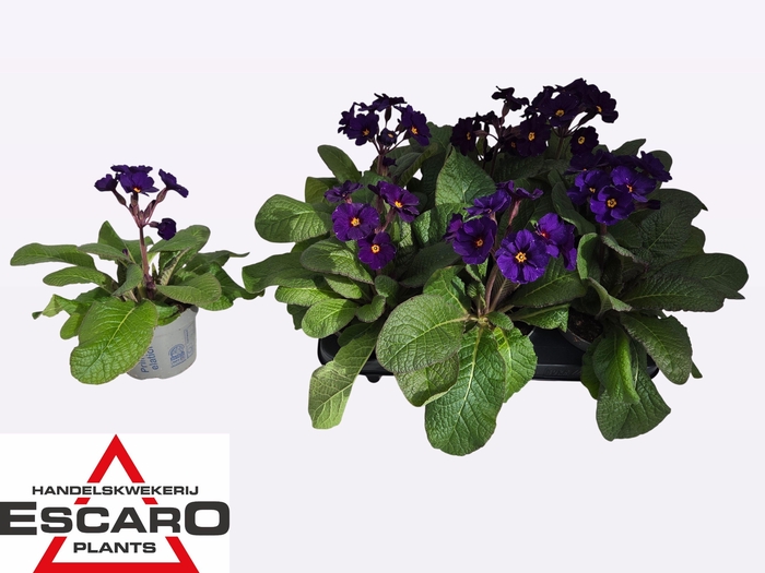 <h4>PRIM EL ST BLAU</h4>