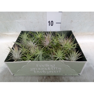 Tillandsia