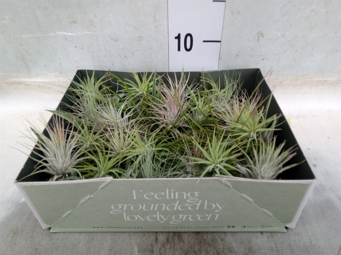 <h4>Tillandsia</h4>