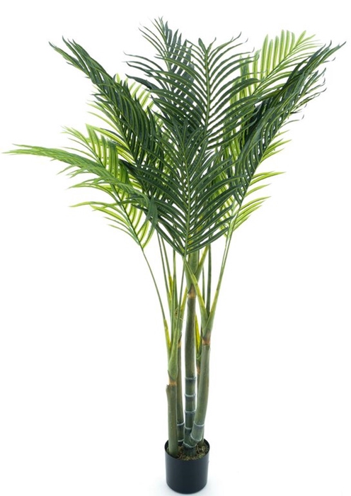 <h4>*SO Areca palm in pot 140cm</h4>